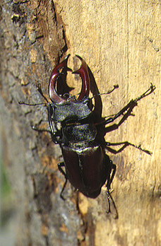 Lucanus cervus